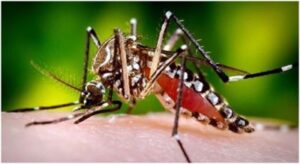 aedes-albopictus-400x218